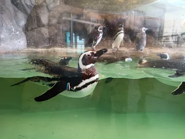 しながわ水族館に投稿された画像（2026/8/18）