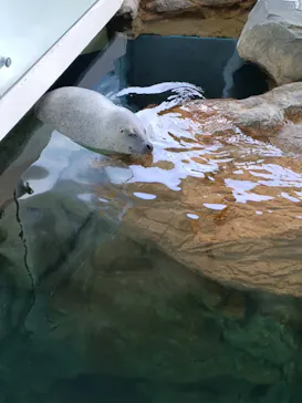 しながわ水族館に投稿された画像（2026/8/18）