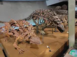 福井県立恐竜博物館に投稿された画像（2026/8/18）
