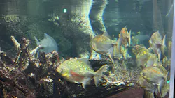 サンシャイン水族館に投稿された画像（2026/8/18）