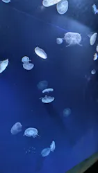 サンシャイン水族館に投稿された画像（2026/8/18）