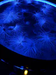 仙台うみの杜水族館に投稿された画像（2026/8/18）