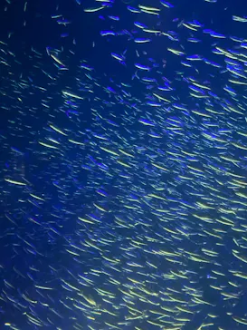 大分マリーンパレス水族館 「うみたまご」に投稿された画像（2026/8/18）