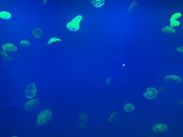大分マリーンパレス水族館 「うみたまご」に投稿された画像（2026/8/18）