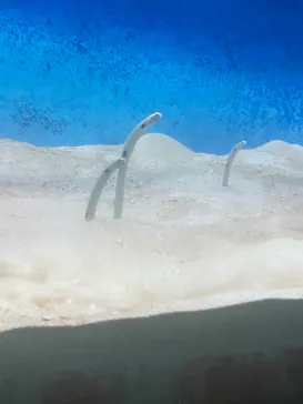 大分マリーンパレス水族館 「うみたまご」に投稿された画像（2026/8/18）