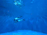 仙台うみの杜水族館に投稿された画像（2026/8/18）