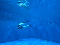 仙台うみの杜水族館に投稿された画像（2026/8/18）