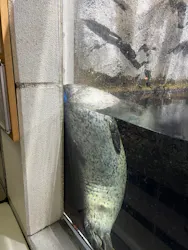 仙台うみの杜水族館に投稿された画像（2026/8/18）