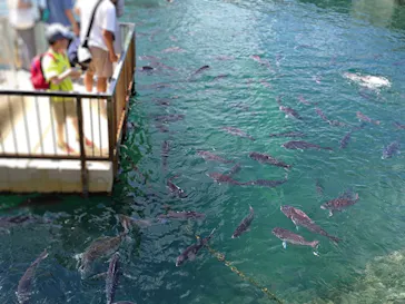 伊豆・三津シーパラダイスに投稿された画像（2026/8/18）