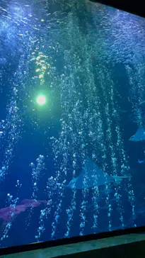 マリンワールド海の中道に投稿された画像（2026/8/18）