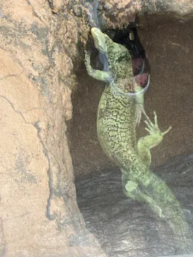 恩賜上野動物園に投稿された画像（2026/8/18）