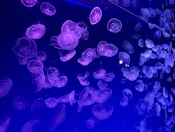 名古屋港水族館に投稿された画像（2026/8/18）