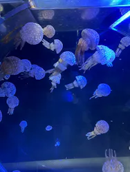 名古屋港水族館に投稿された画像（2026/8/18）