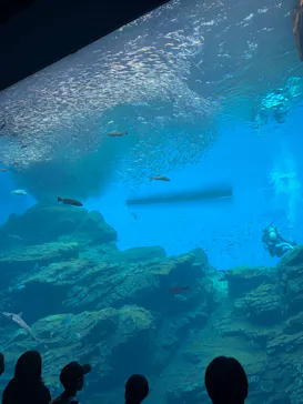 仙台うみの杜水族館に投稿された画像（2026/8/18）