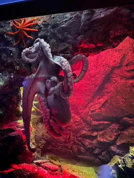 仙台うみの杜水族館に投稿された画像（2026/8/19）