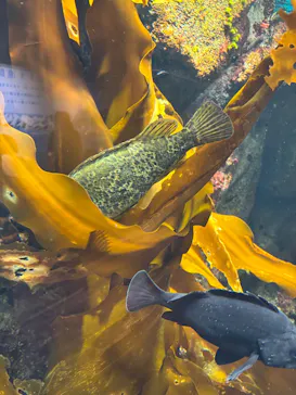 仙台うみの杜水族館に投稿された画像（2026/8/19）