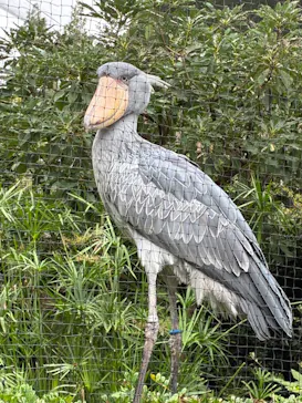 恩賜上野動物園に投稿された画像（2026/8/19）