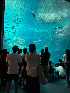 新江ノ島水族館に投稿された画像（2026/8/19）