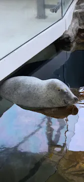 しながわ水族館に投稿された画像（2026/8/19）