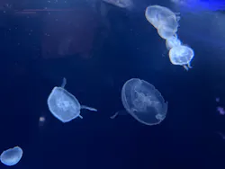サンシャイン水族館に投稿された画像（2026/8/19）