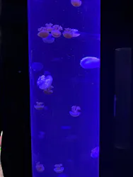 サンシャイン水族館に投稿された画像（2026/8/19）