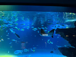 サンシャイン水族館に投稿された画像（2026/8/19）