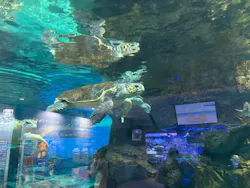 名古屋港水族館に投稿された画像（2026/8/19）