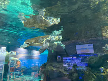 名古屋港水族館に投稿された画像（2026/8/19）