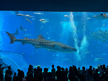 沖縄美ら海水族館に投稿された画像（2026/8/19）