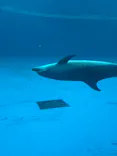 アクアワールド茨城県大洗水族館に投稿された画像（2026/8/19）