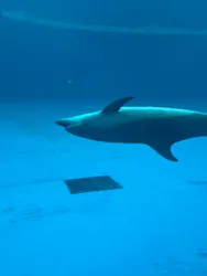 アクアワールド茨城県大洗水族館に投稿された画像（2026/8/19）