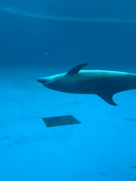 アクアワールド茨城県大洗水族館に投稿された画像（2026/8/19）