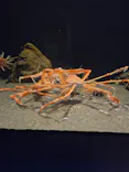 竹島水族館に投稿された画像（2026/8/19）
