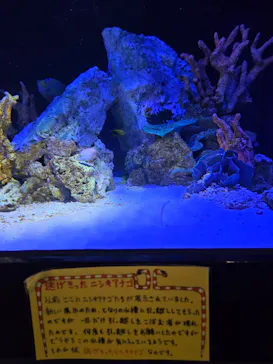 竹島水族館に投稿された画像（2026/8/19）