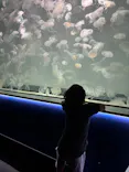 アクアワールド茨城県大洗水族館に投稿された画像（2026/8/19）