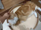 Cat Café MOFF イオンモール木曽川店に投稿された画像（2026/8/19）