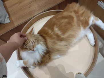 Cat Café MOFF イオンモール木曽川店に投稿された画像（2026/8/19）