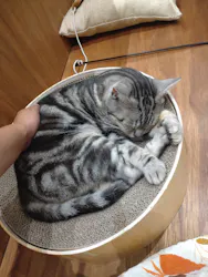 Cat Café MOFF イオンモール木曽川店に投稿された画像（2026/8/19）