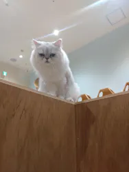 Cat Café MOFF イオンモール木曽川店に投稿された画像（2026/8/19）