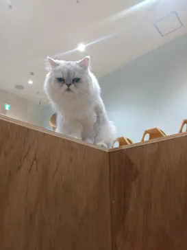 Cat Café MOFF イオンモール木曽川店に投稿された画像（2026/8/19）