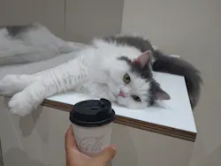 Cat Café MOFF イオンモール木曽川店に投稿された画像（2026/8/19）