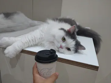 Cat Café MOFF イオンモール木曽川店に投稿された画像（2026/8/19）