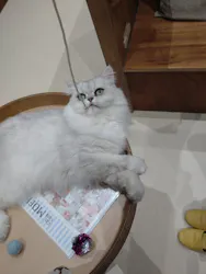 Cat Café MOFF イオンモール木曽川店に投稿された画像（2026/8/19）