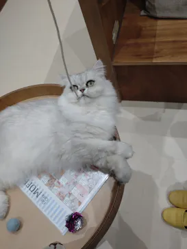 Cat Café MOFF イオンモール木曽川店に投稿された画像（2026/8/19）