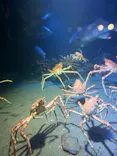 環境水族館アクアマリンふくしまに投稿された画像（2026/8/19）