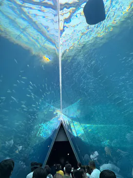 環境水族館アクアマリンふくしまに投稿された画像（2026/8/19）