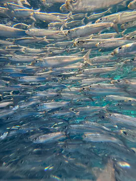 環境水族館アクアマリンふくしまに投稿された画像（2026/8/19）