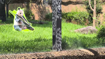 上野動物園 ハシビロカートに投稿された画像（2026/8/19）