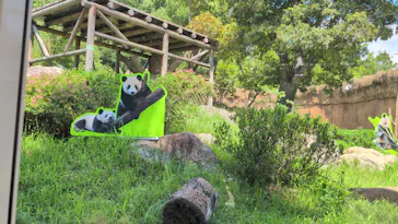 上野動物園 ハシビロカートに投稿された画像（2026/8/19）