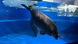サンシャイン水族館に投稿された画像（2026/8/19）